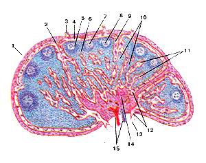 
  Рис. 246. Лимфатический узел (nodus lymphaticus):
  Продольный разрез.
  1-капсула; 2-трабекула; 3-приносящий лимфатический сосуд; 4-подкапсулярный лимфатический 
  синус; 5-корковое вещество; 6-паракортикальная (тимусзависимая) зона; 7-лимфоидыый 
  узелок; 8-центр размножения лимфоидного узелка; 9-корковый лимфатический синус; 
  10-мякотные тяжи; 11-мозговые синусы; 12-воротный синус; 13-выносящий лимфатический 
  сосуд; 14-воротное уюлщение; 15-кровеносные сосуды.
  Fig. 246. Лимфатический узел. Продольный разрез. 1-capsula; 2-trabecula; 3-vas 
  iymphaticum afterentis; 4-sinus lymphaticus infracapsularis; 5-cortex; 6-zonaparaconicalis(/onathymod-ependes); 
  7-nodulus lymphaticus; 8-centrumreactivum (germinale); 9-sinus lymphaticus corticalis; 
  10-funes medullares (chordae medullares); 11-medulla; 12-sinushili; 13-vas Iymphaticum 
  enerentis; 14-aggerhili; 15-vasa sanguinea.
  Fig. 246. Lymphatic node. Longitudinal section. 1 -capsule; 2-trabecula; 3-afTerent 
  lymphatic vessel; 4-subcapsular lymphatic sinus; 5-cortical substance; 6-paracortical 
  (thymusdependent) zone; 7-lymphoid nodule; 8-germintative centre; 9-conical 
  lymphatic sinus; 10-pulpar bands; 11-cerebral sinuses; 12-portal sinus; 13-efler-ent 
  lymphatic vessel; 14-portal intumescence; 15-blood vessels.